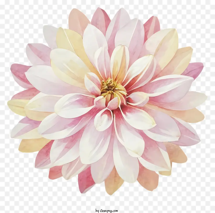 زهرة الوردي，زهرة كبيرة PNG