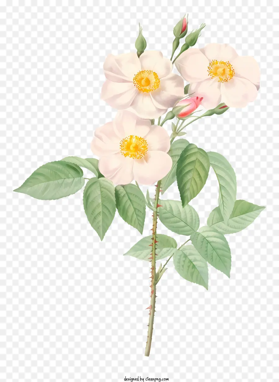 وردة بيضاء，بتلات PNG