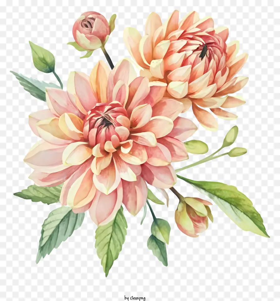 الرسم بالألوان المائية，زهور داليا الملونة الخوخ PNG