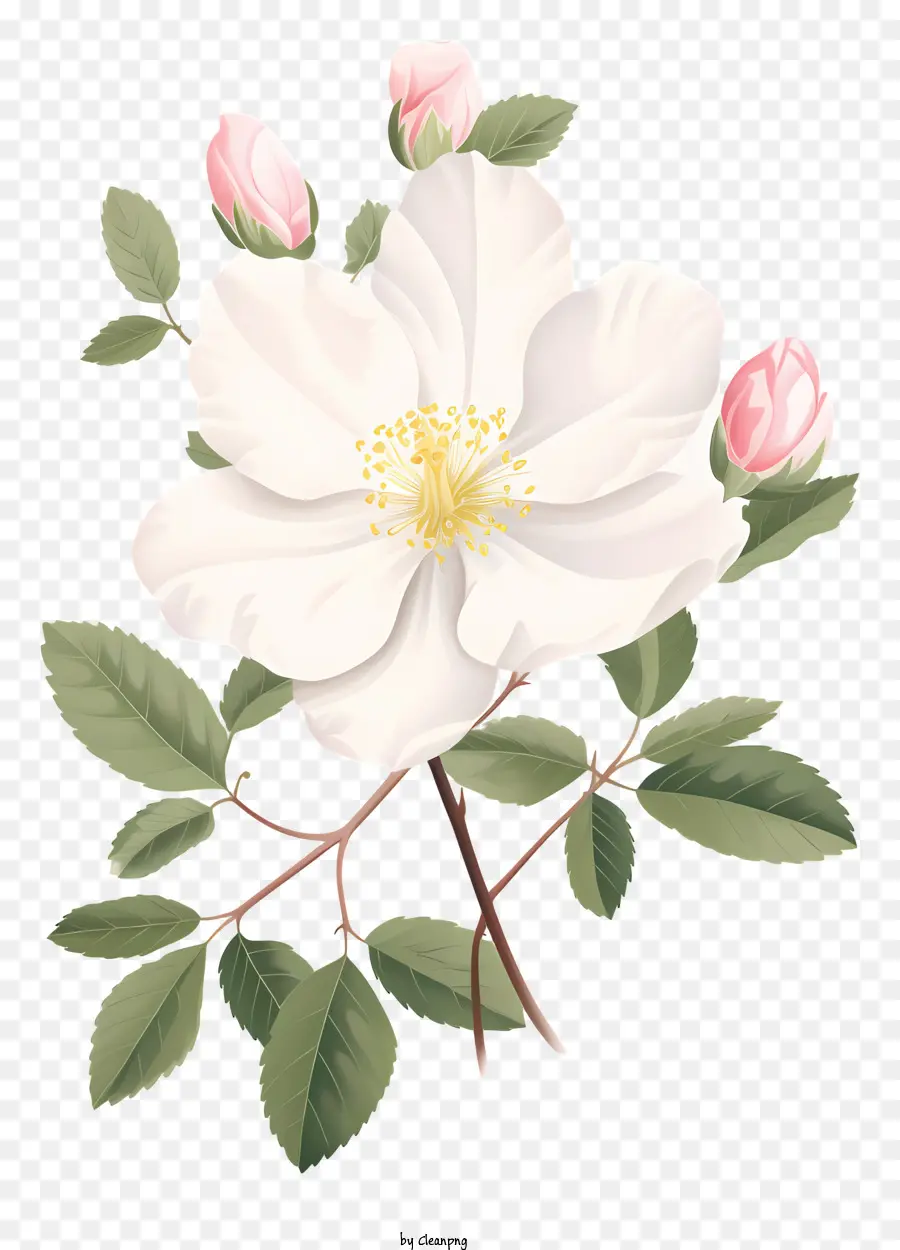 وردة بيضاء，الوردي بتلات PNG