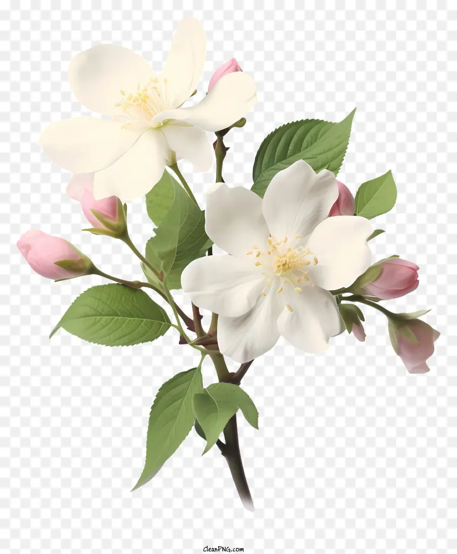 زهر التفاح，الأبيض PNG
