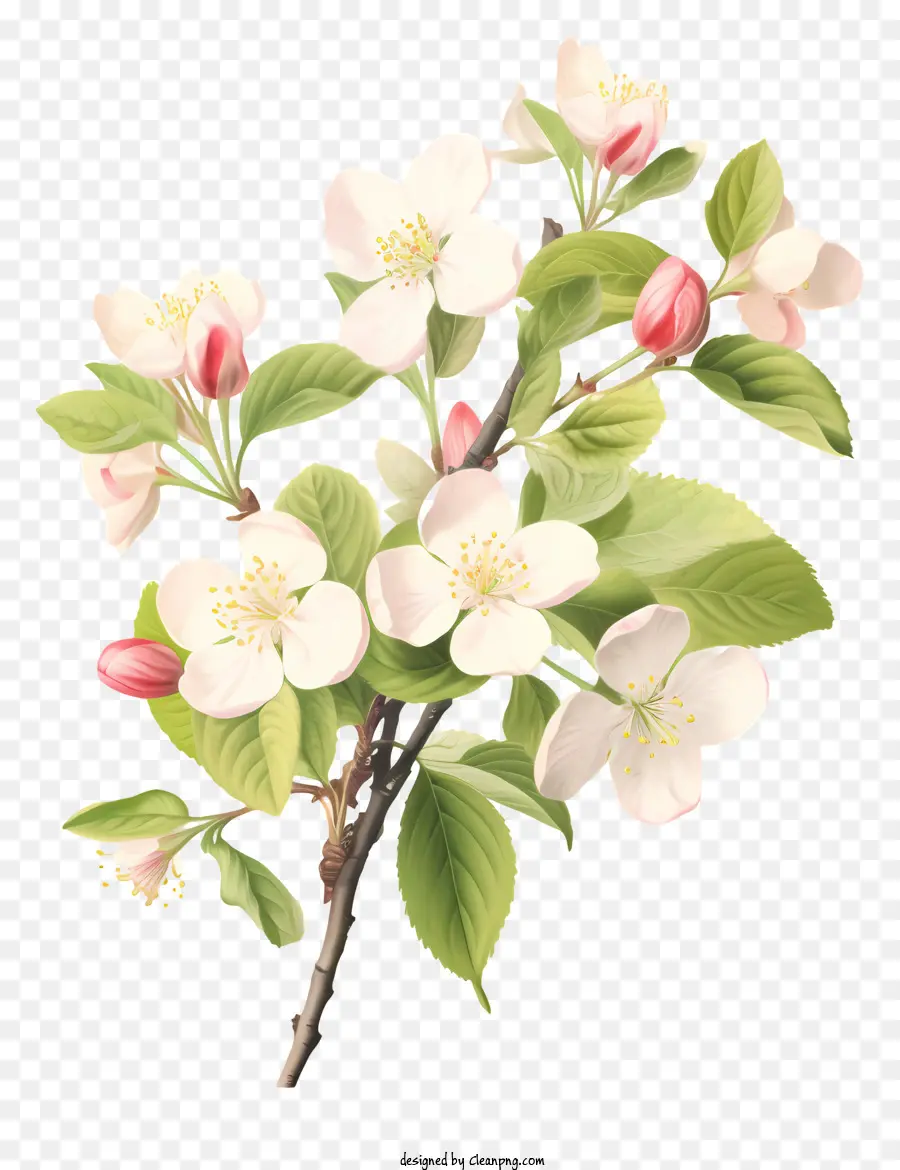 فرع شجرة，أزهار بيضاء PNG
