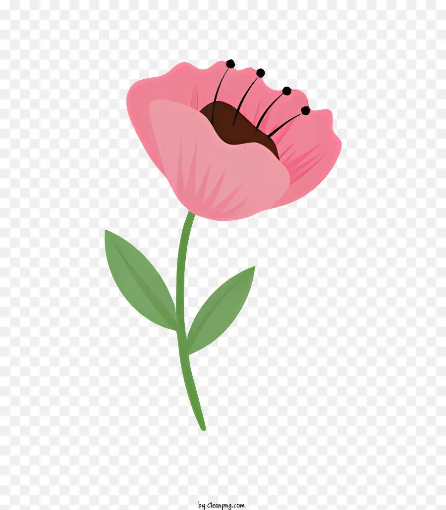 زهرة الوردي，خلفية سوداء PNG