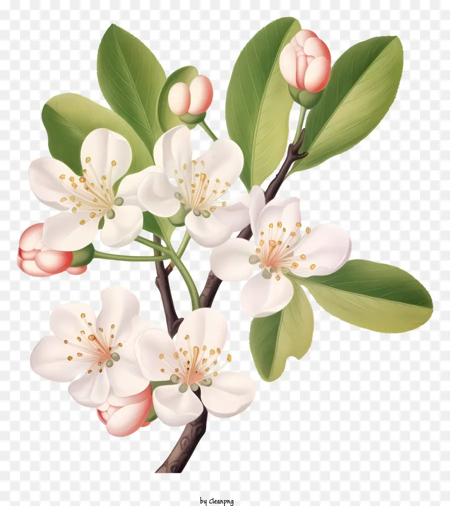 فرع مع أزهار بيضاء，زهور بلوم كاملة PNG