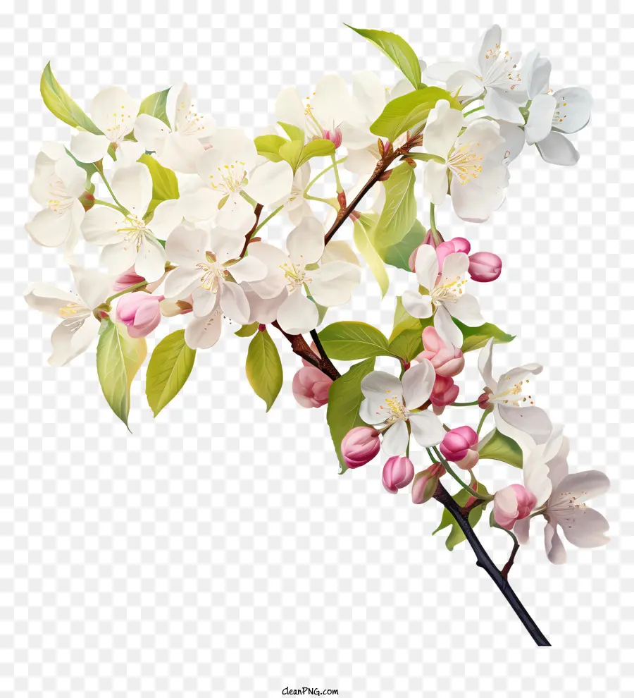 أزهار بيضاء，الأوراق الوردية والأخضر PNG