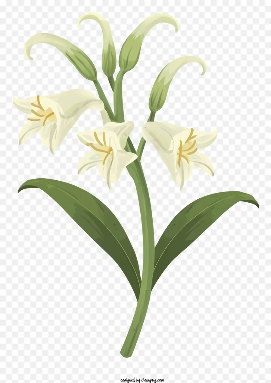 زهرة بيضاء，خلفية سوداء PNG