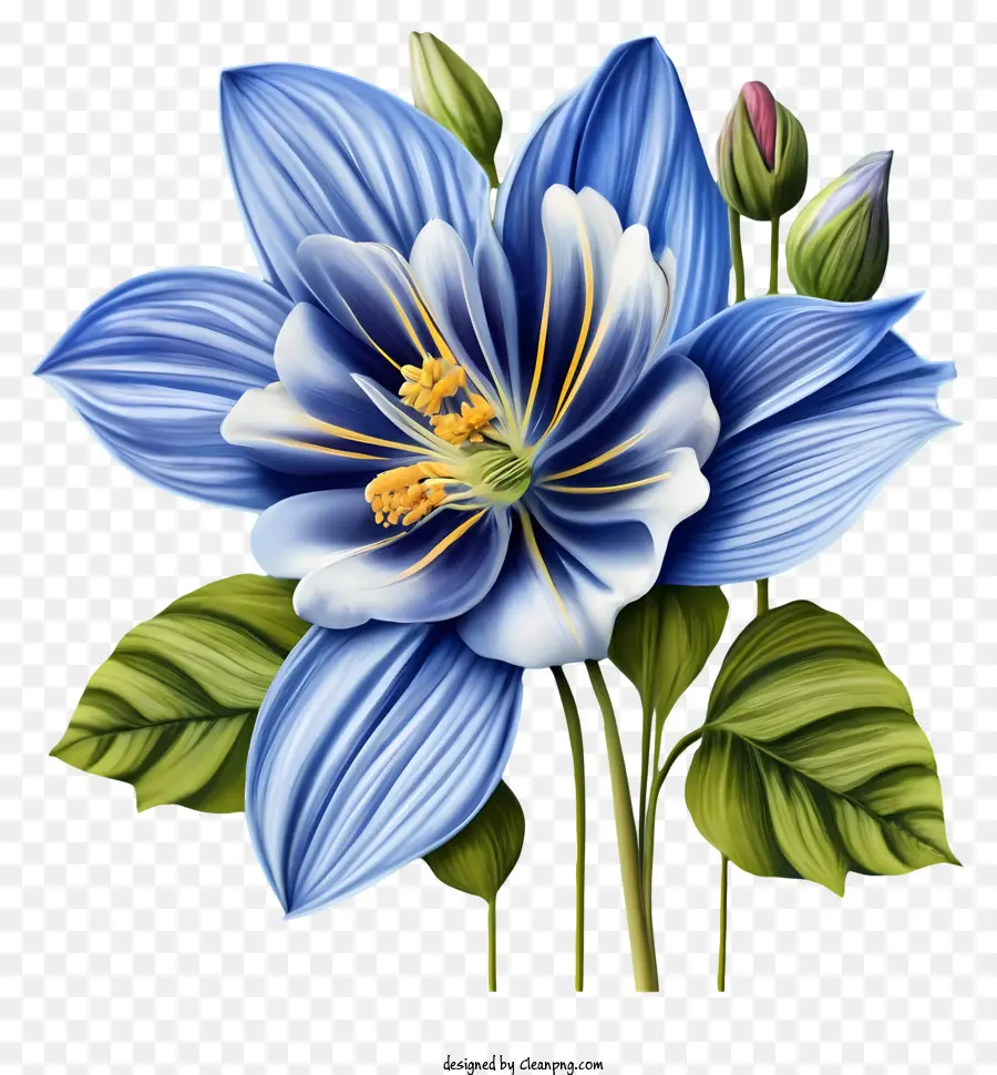الزهرة الزرقاء，بتلات بيضاء وصفراء PNG