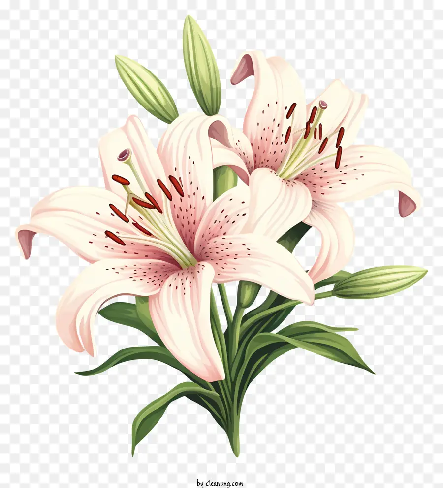 الزنابق الوردي，الزهور في ازهر PNG