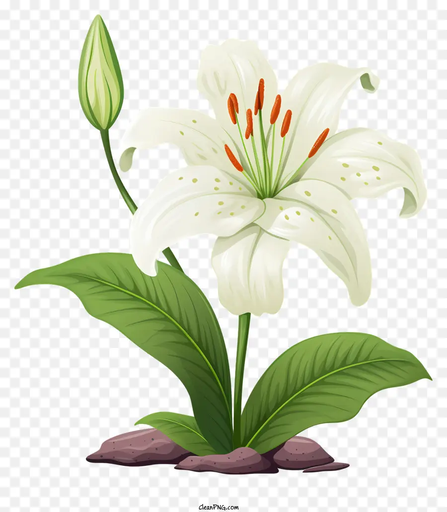 الزنبق الأبيض，وعاء الزهور PNG
