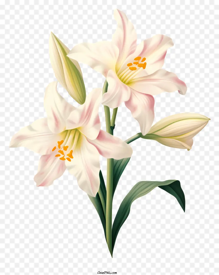 الزنابق，الزهور PNG