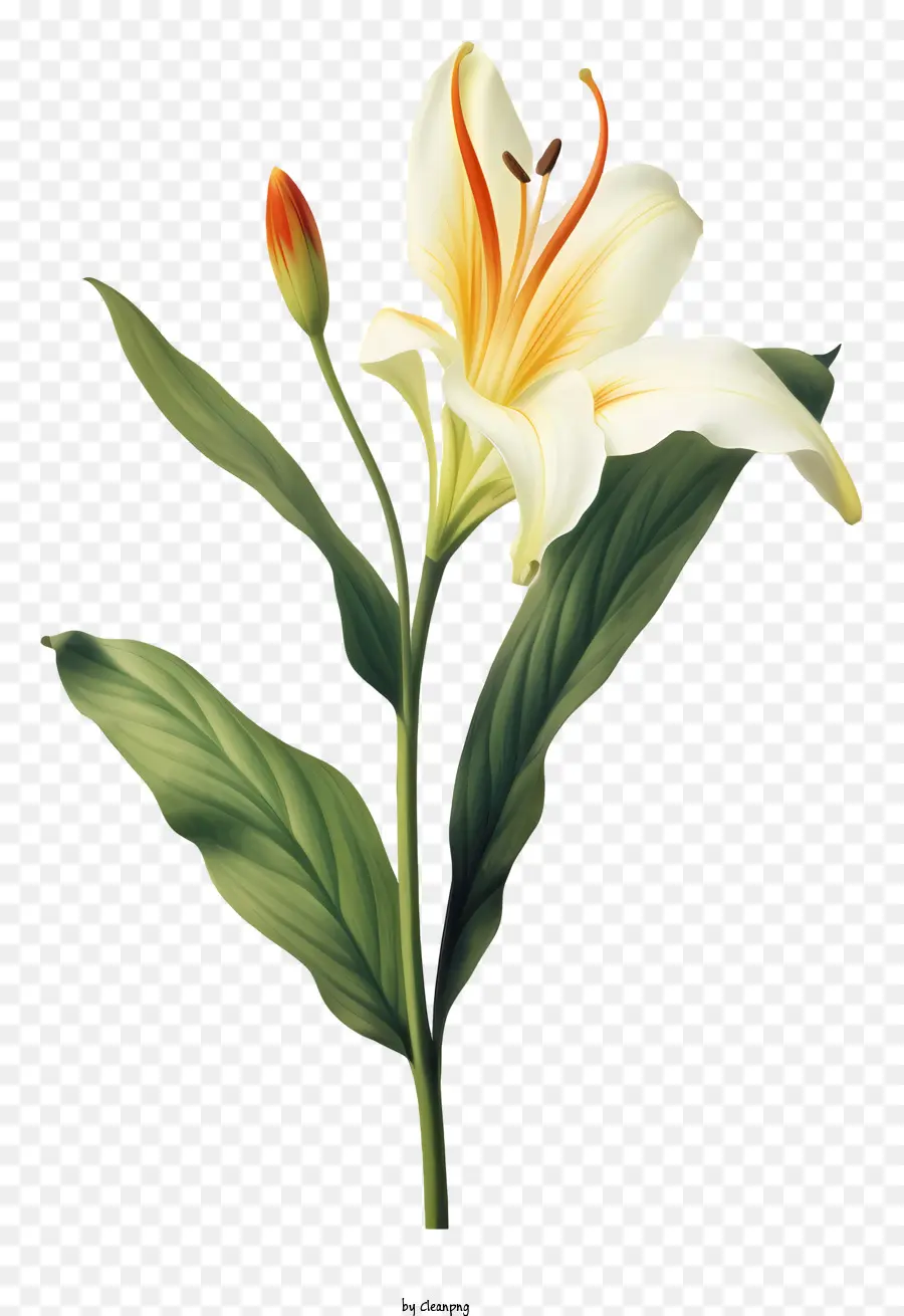 الزنبق الأبيض，بتلات الزهور PNG