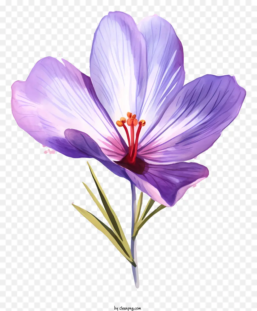 زهرة القزحية الأرجواني，قزحية Fivepetal PNG