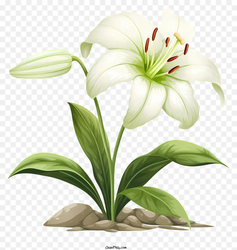 الأبيض زهرة الزنبق，جذع أخضر PNG
