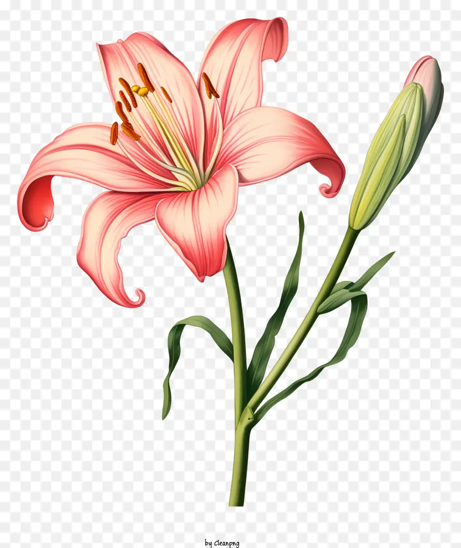 زهرة الزنبق الوردي，ستحيه الأخضر PNG