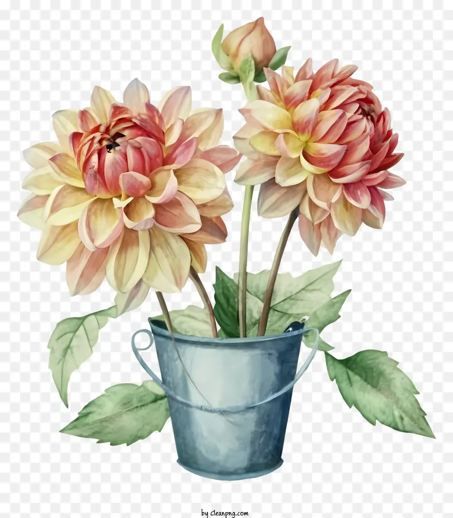 الرسم بالألوان المائية，زهور داليا الوردي PNG