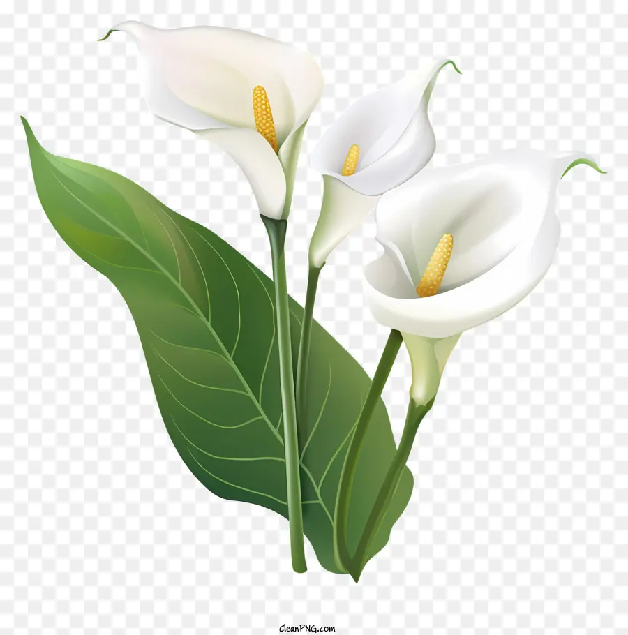زهور كالالي，الزهور البيضاء PNG