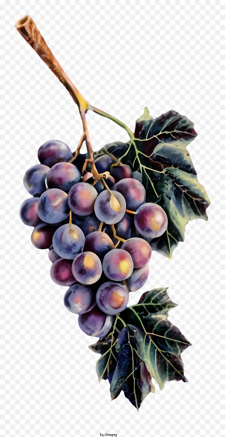 العنب الأرجواني，كرمة PNG