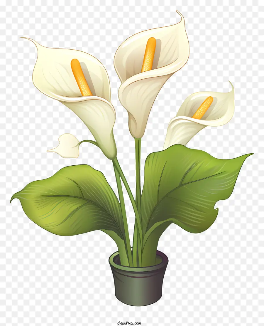 زنبق كالا，الزهور البيضاء PNG