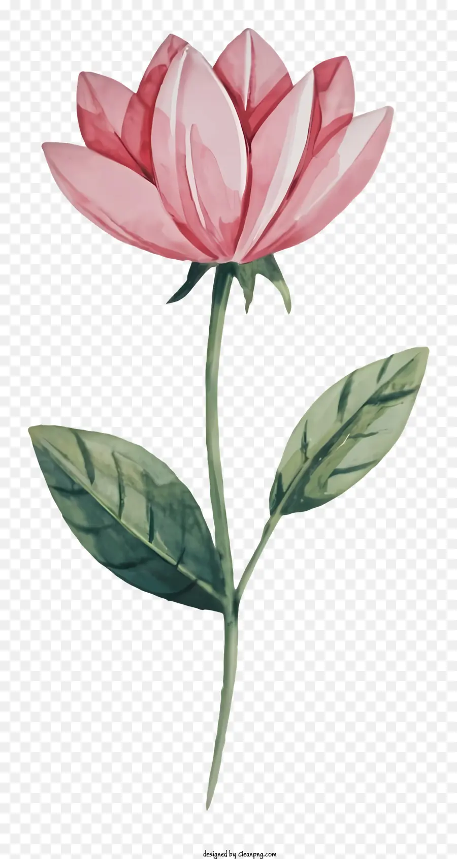 زهرة الوردي，الرسم بالألوان المائية PNG
