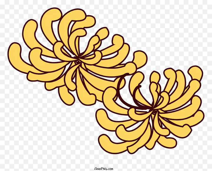 الصفراء Chrysanthemums，شكل دائري PNG