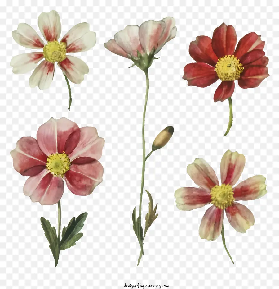 الزهور，نمط متماثل PNG