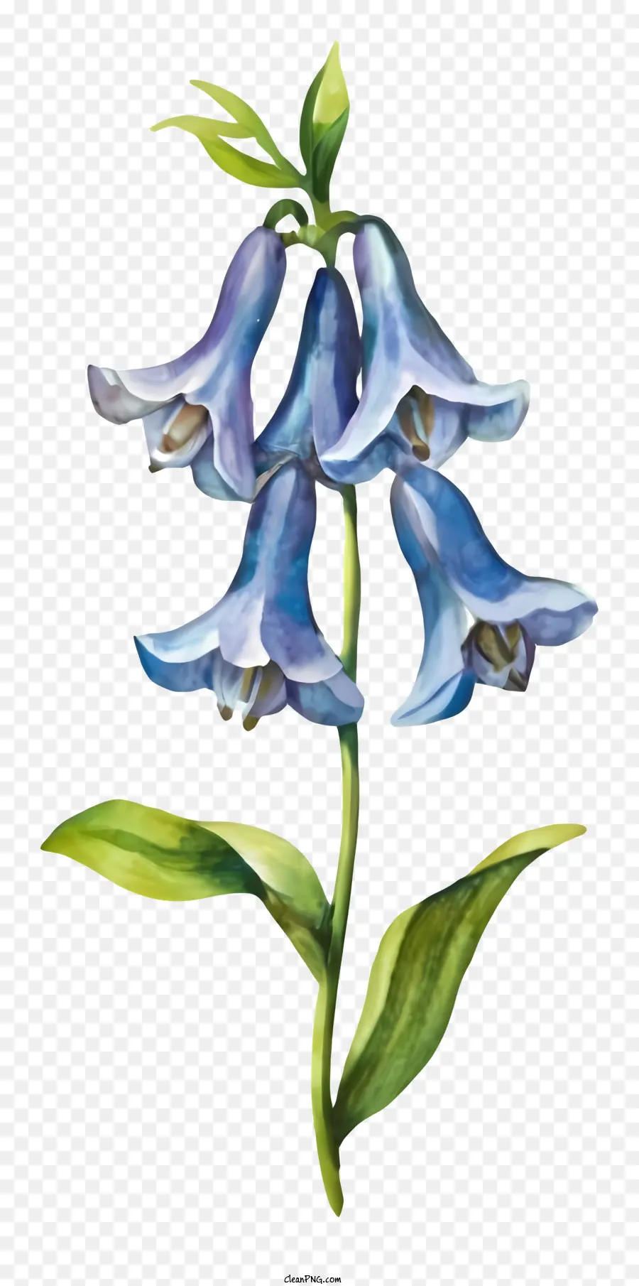 الزهرة الزرقاء，خلفية سوداء PNG