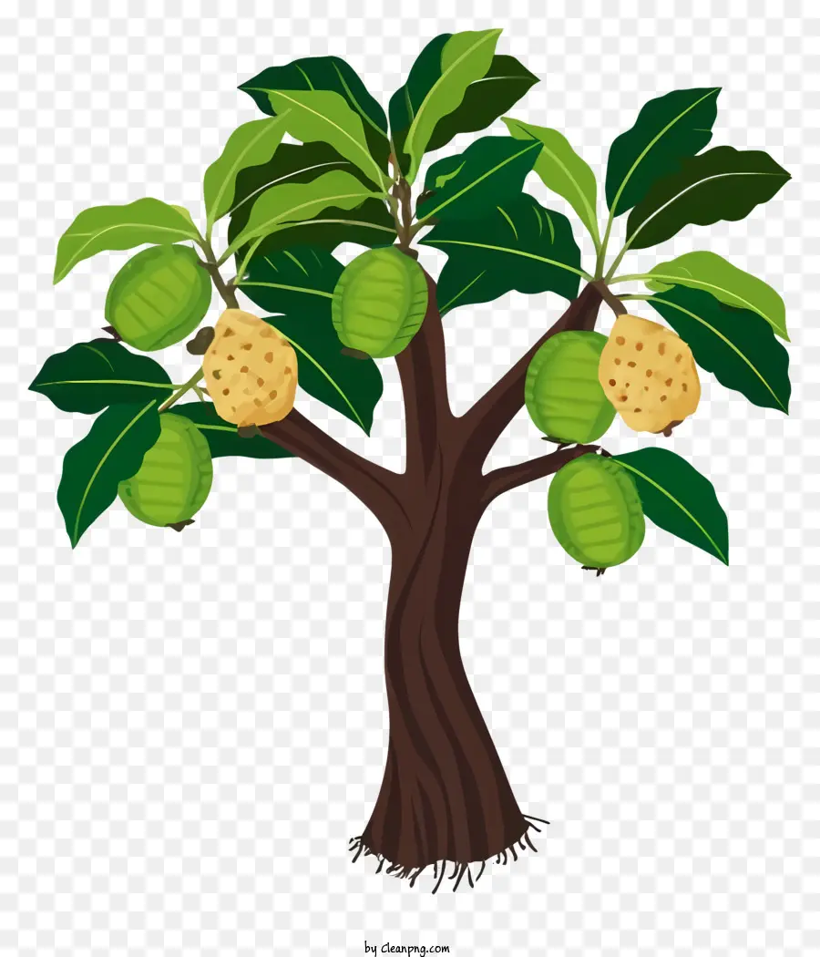 شجرة，الفاكهة PNG