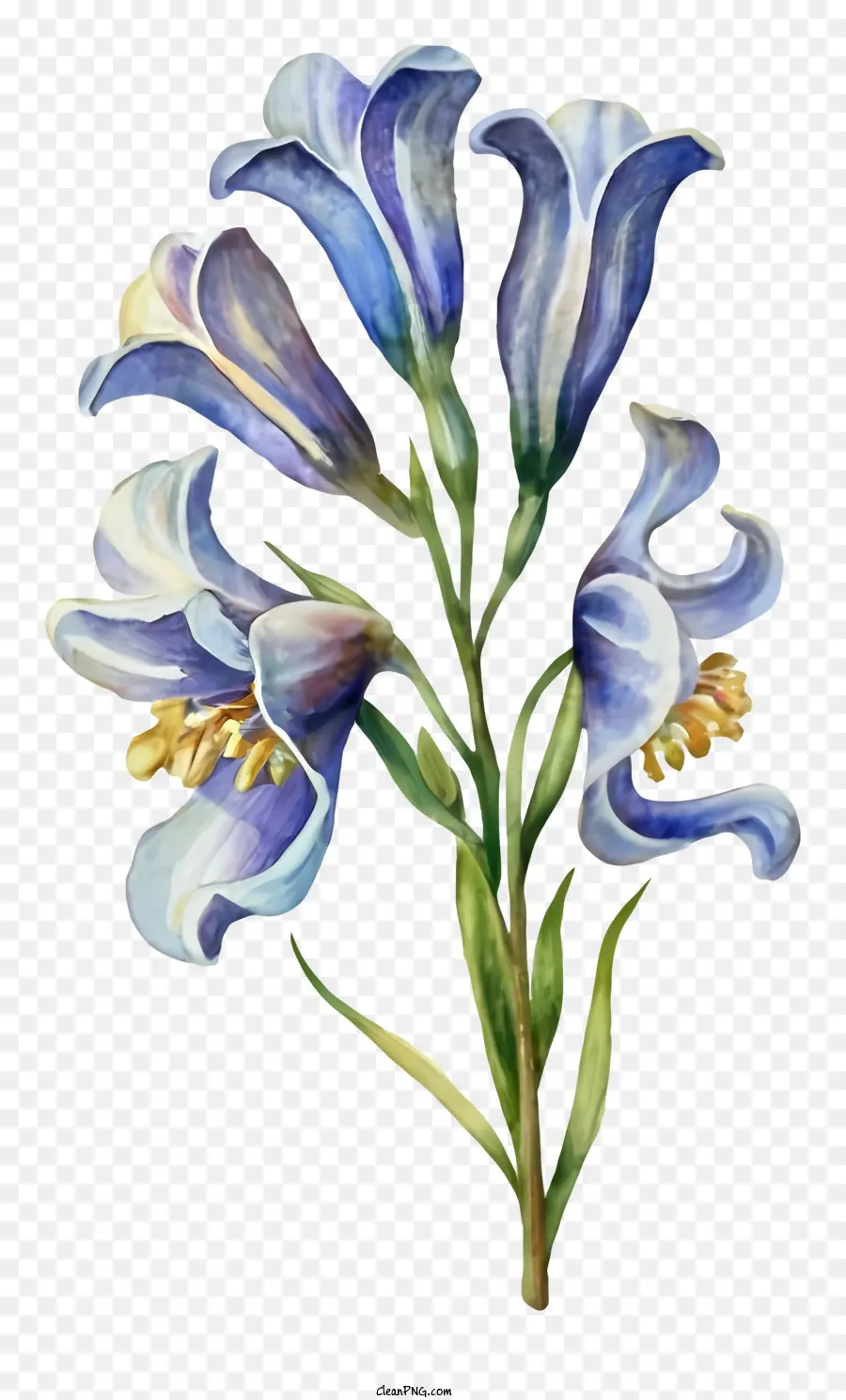 الرسم بالألوان المائية，الزهرة الزرقاء PNG