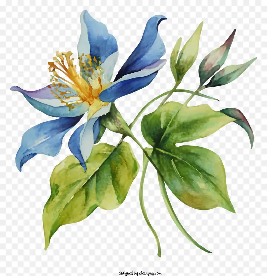 اللوحة，الزهرة الزرقاء PNG