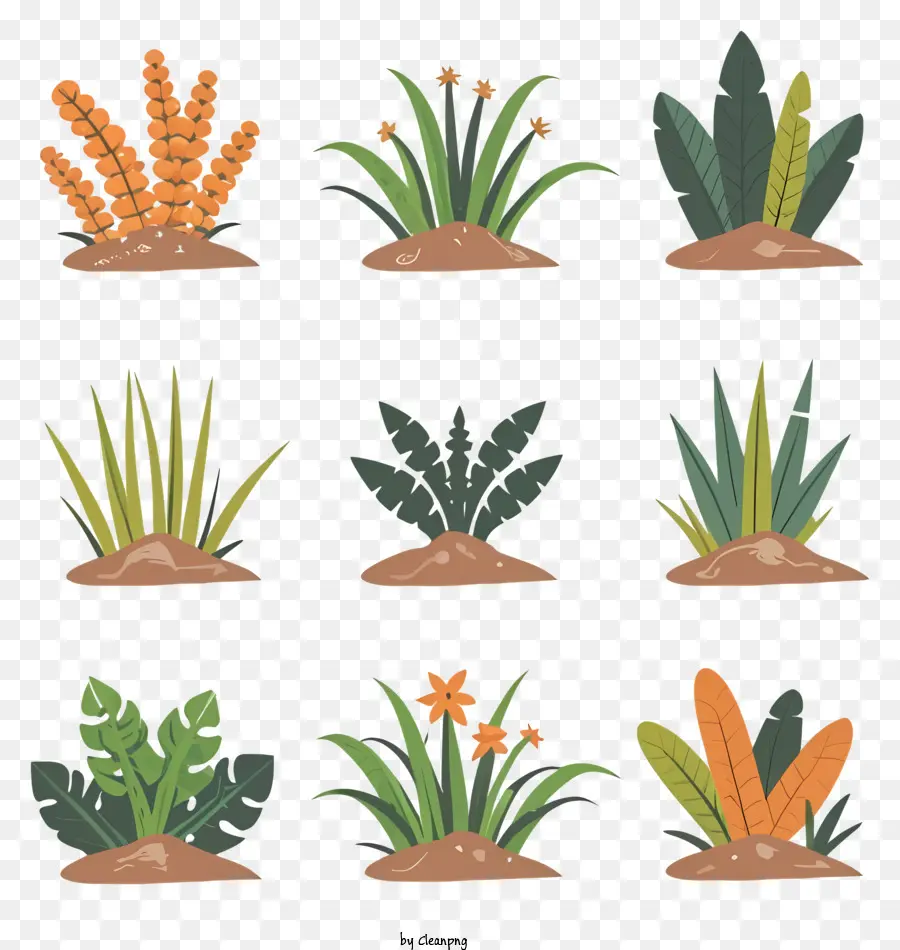 النباتات，أنواع النباتات PNG
