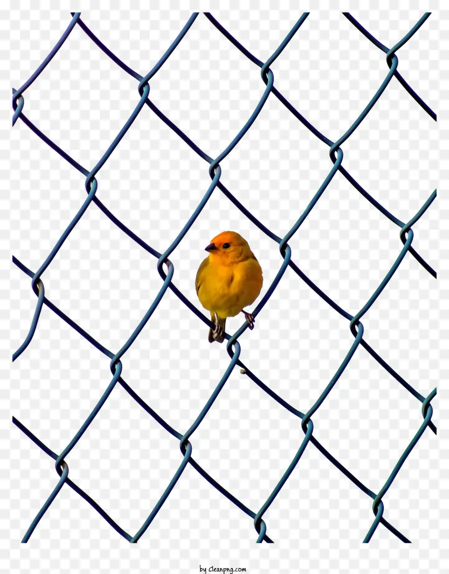 الطيور الصفراء，سلسلة ربط السور PNG
