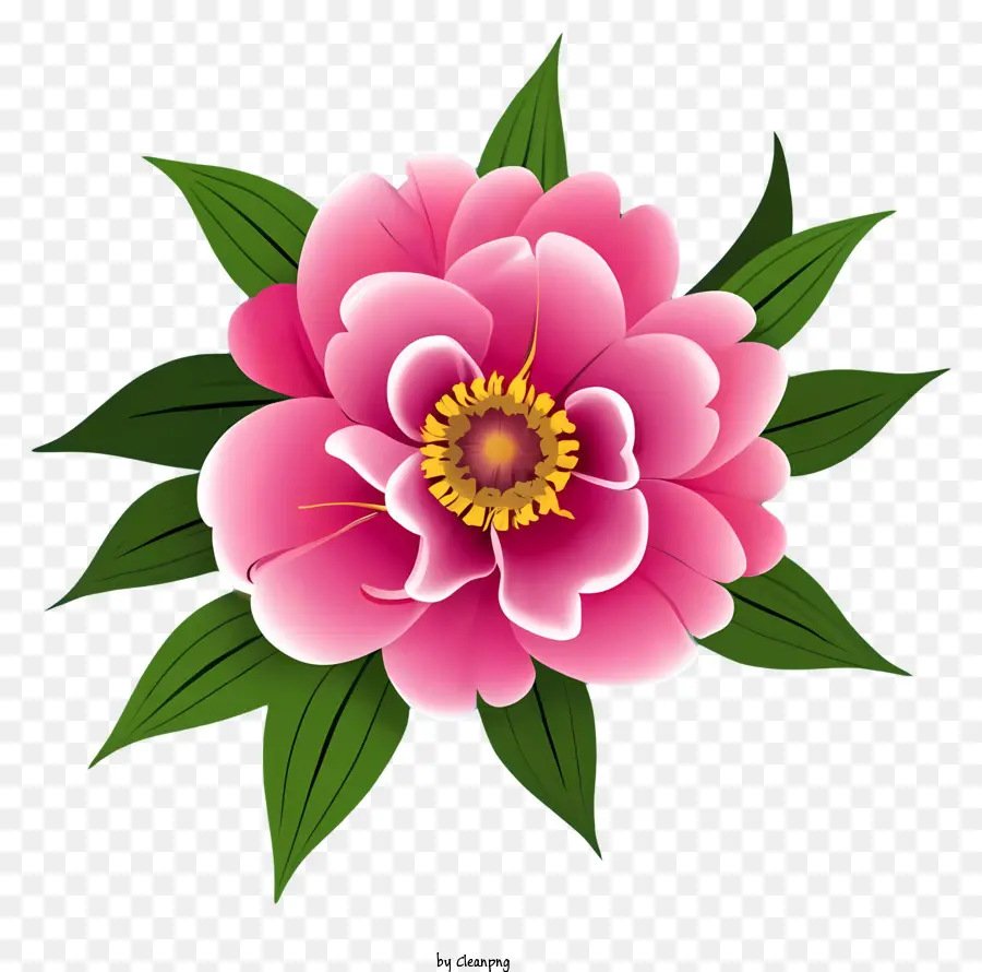 زهرة الفاوانيا الوردي，خمسة زهرة بتلة PNG