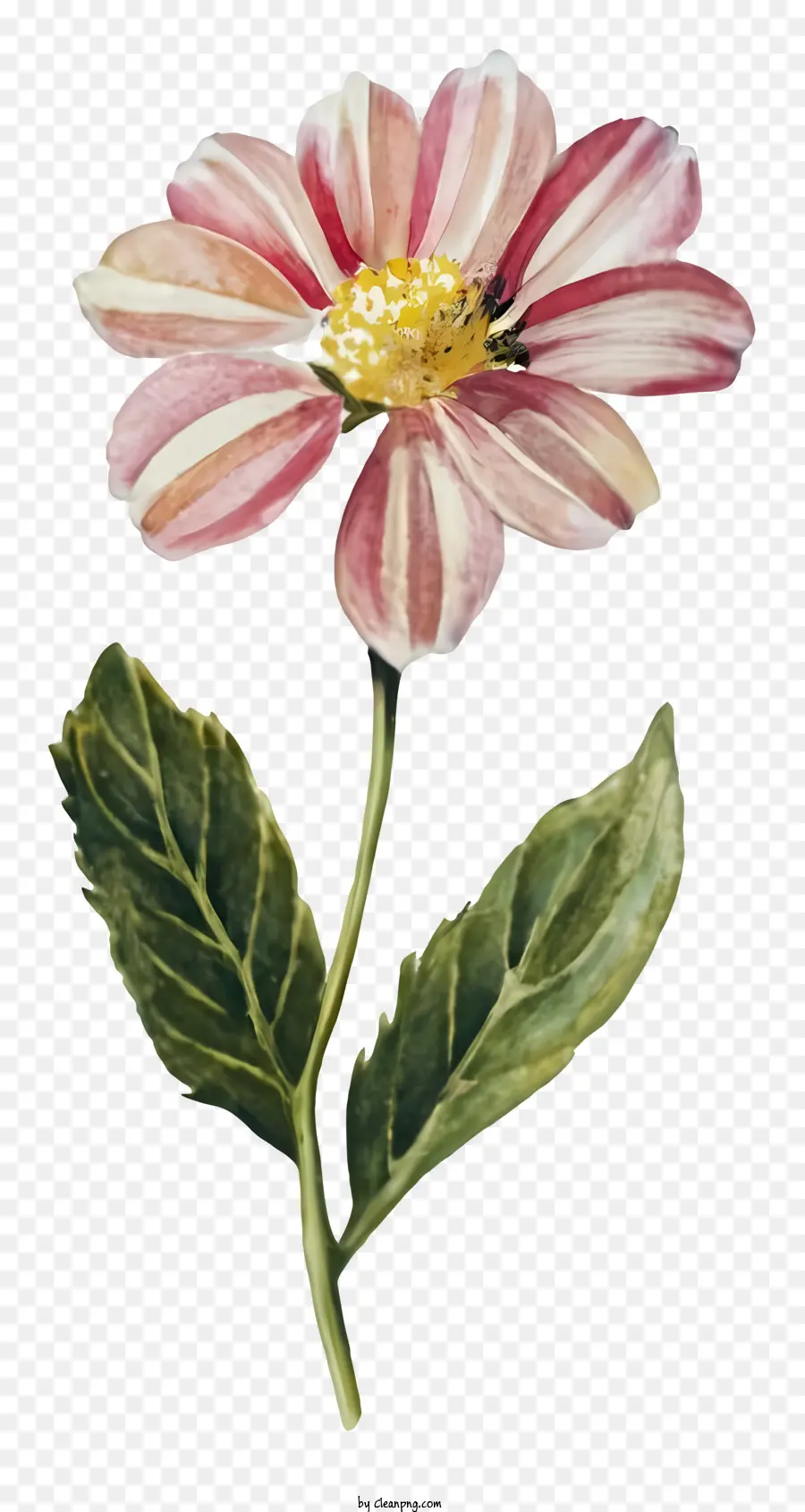 الرسم بالألوان المائية，زهرة الوردي PNG