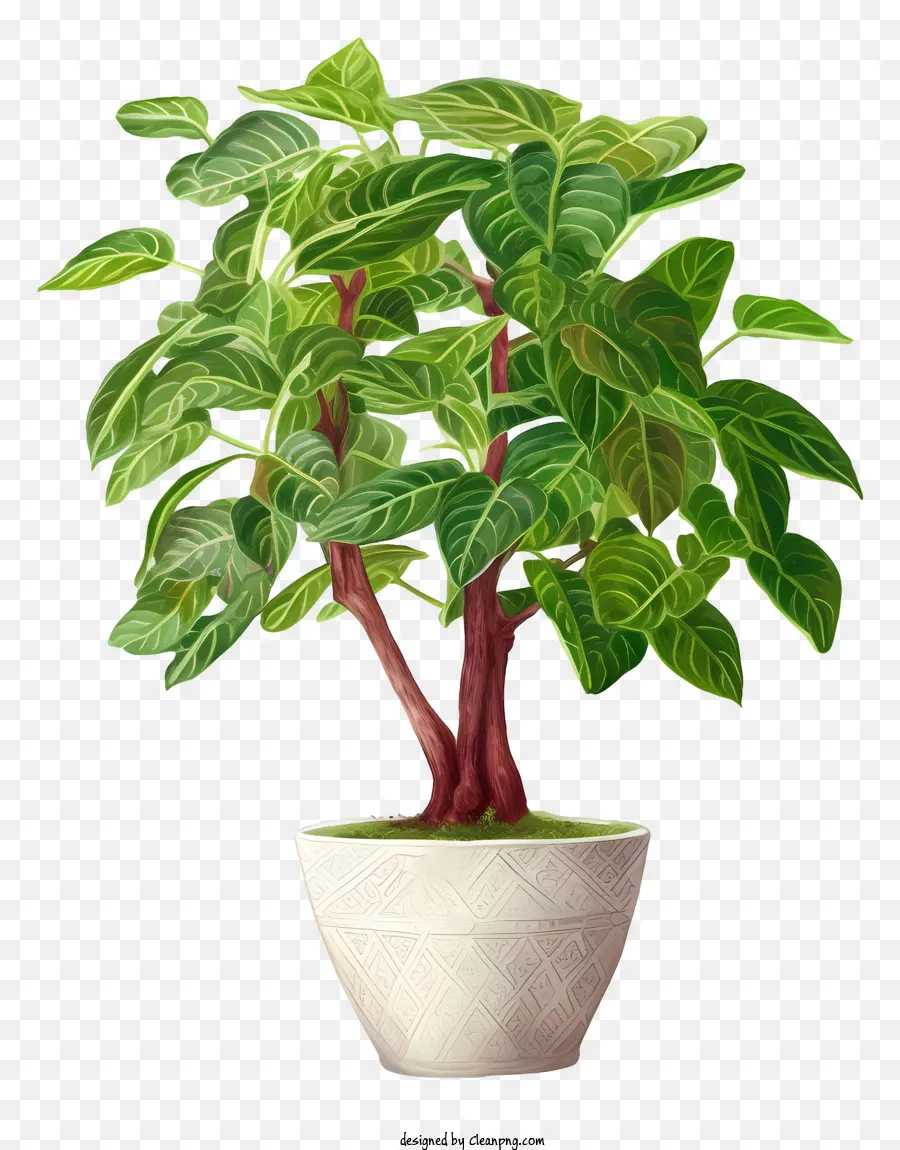 نبتة بوناسي，بونساي الأخضر PNG