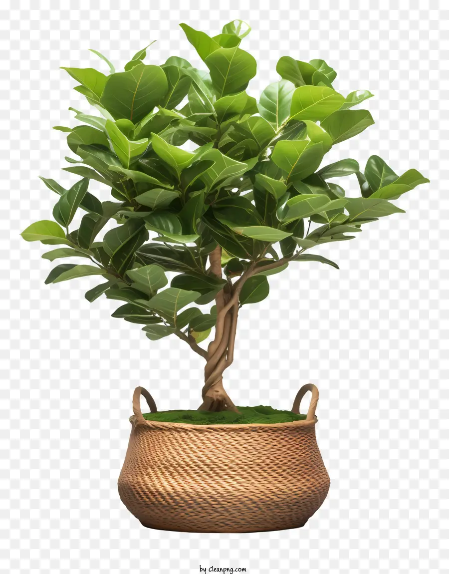 نبات الخيزران，سلة من الصوف PNG