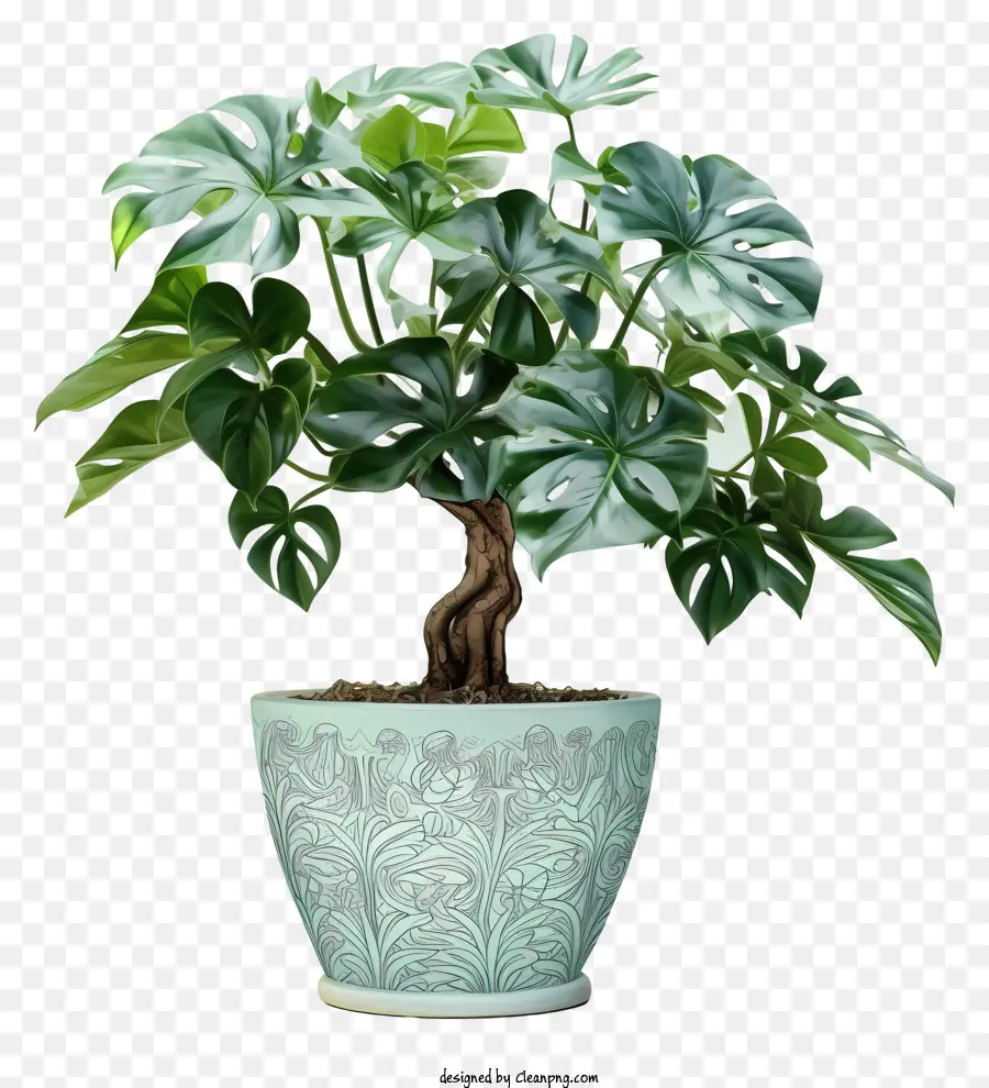 نبات السرخس，وعاء أخضر PNG