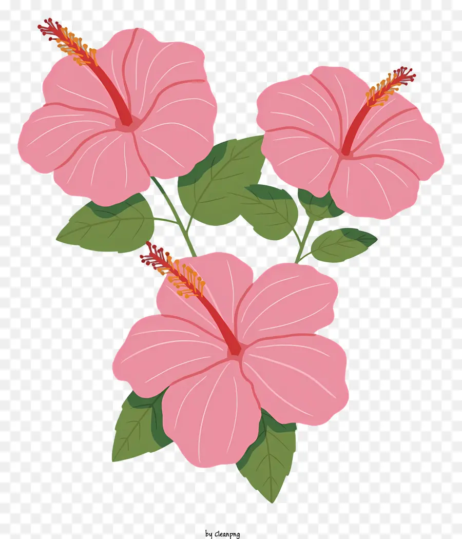 زهر الكركديه الوردي，زهرة المقربة PNG