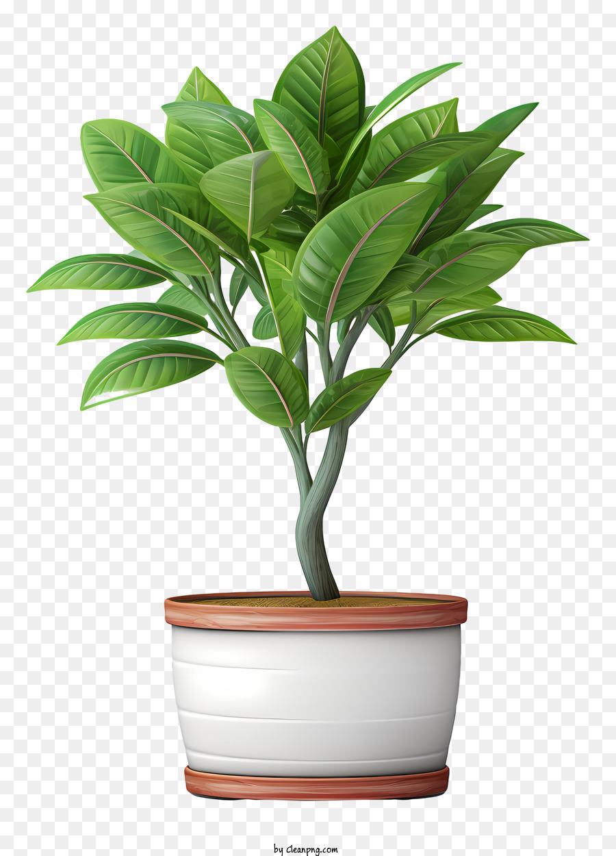 ل Houseplant السرخس وعاء النبات صورة بابوا نيو غينيا