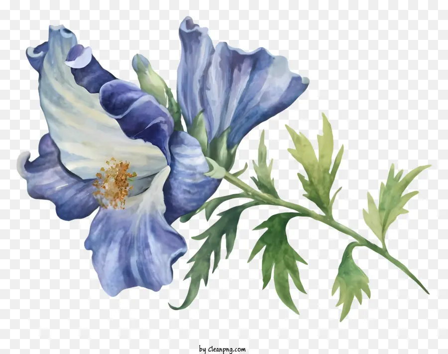 الزهرة الزرقاء，مركز البيضاء PNG