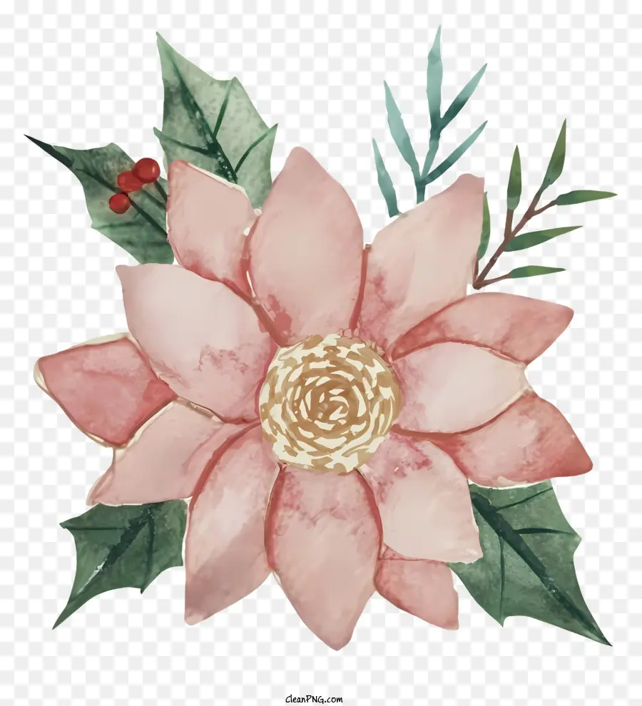 البونسيتة，زهرة الوردي PNG