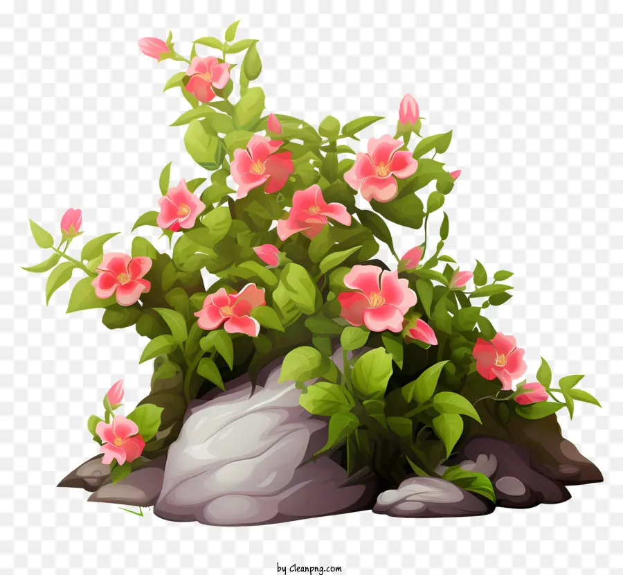 صخرة مع الزهور الوردية，زهور كبيرة تتفتح PNG