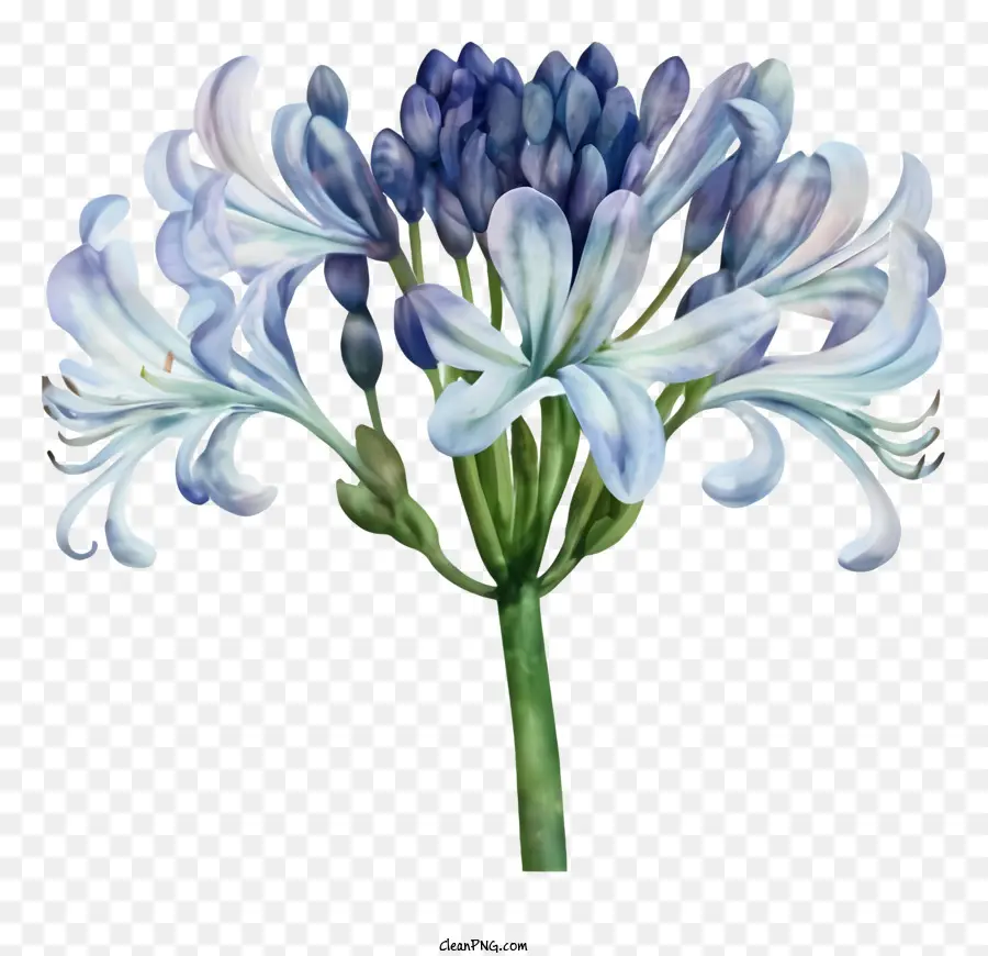 الزهرة الزرقاء，صفير PNG