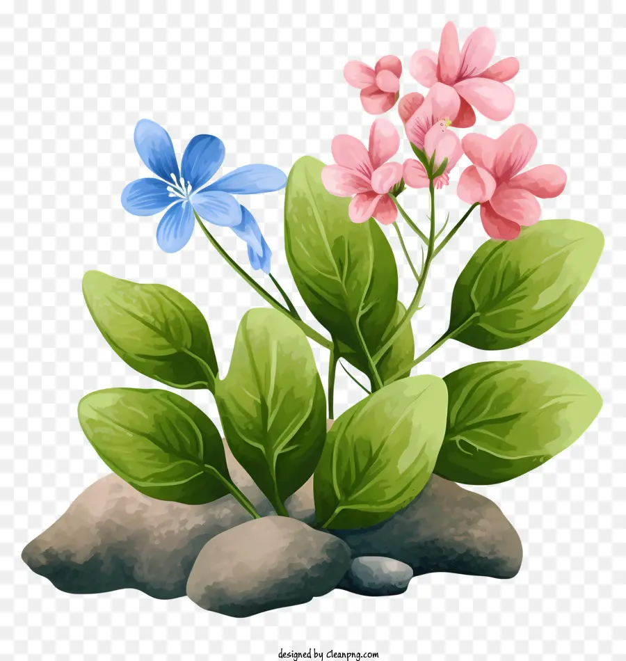 الوردي و الزهور الزرقاء，الأوراق الخضراء والصخور PNG