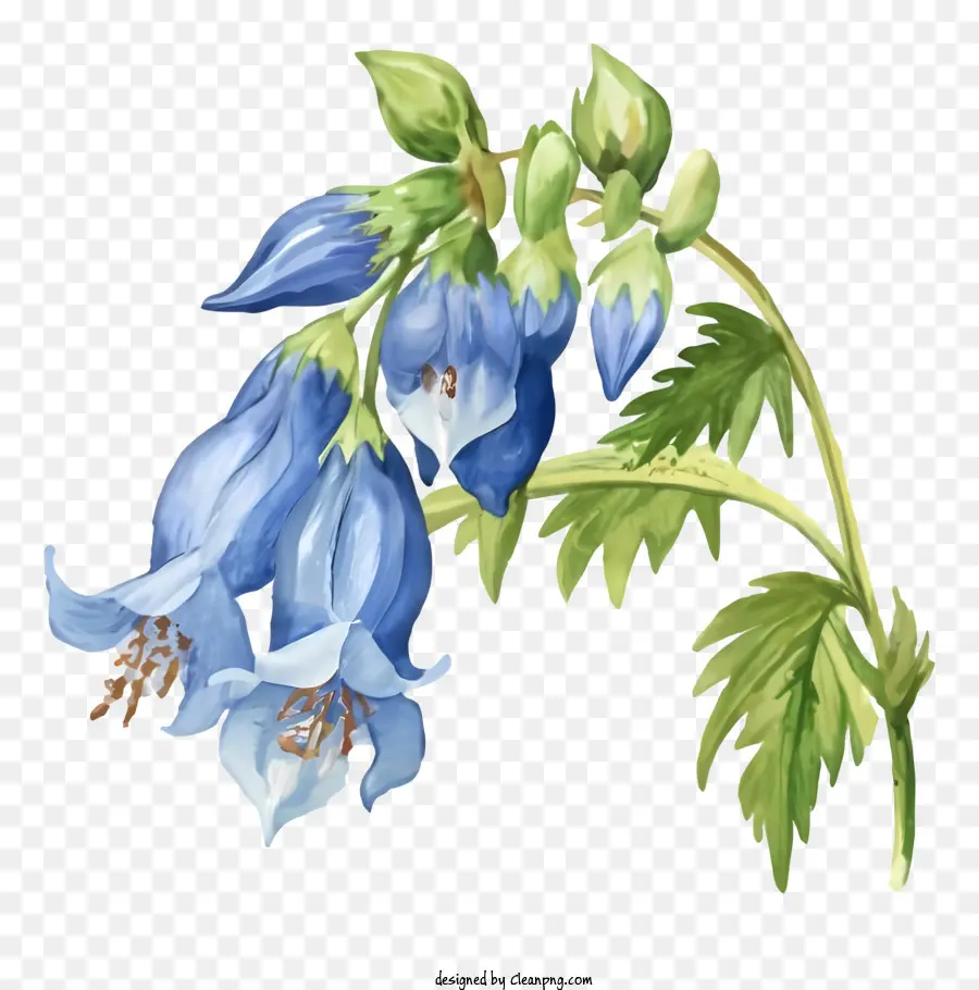 الزهرة الزرقاء，أوراق طويلة PNG