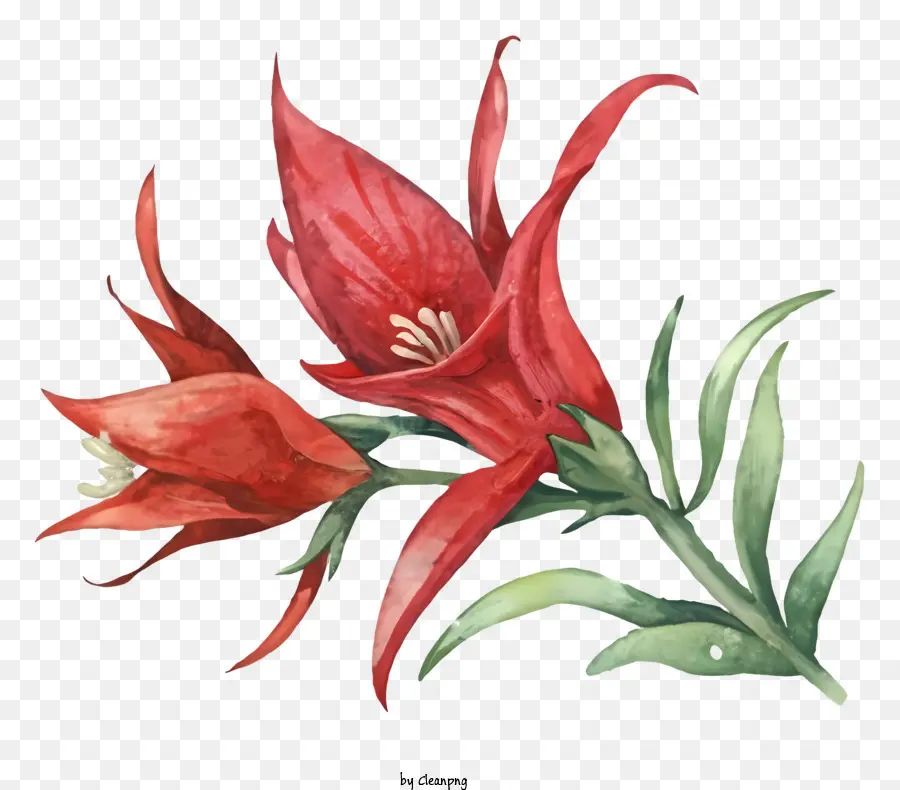 زهرة حمراء，الأوراق الخضراء ، PNG
