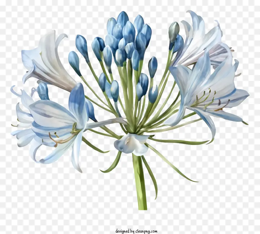 زهرة الزنبق الزرقاء，الأبيض زهرة الزنبق PNG