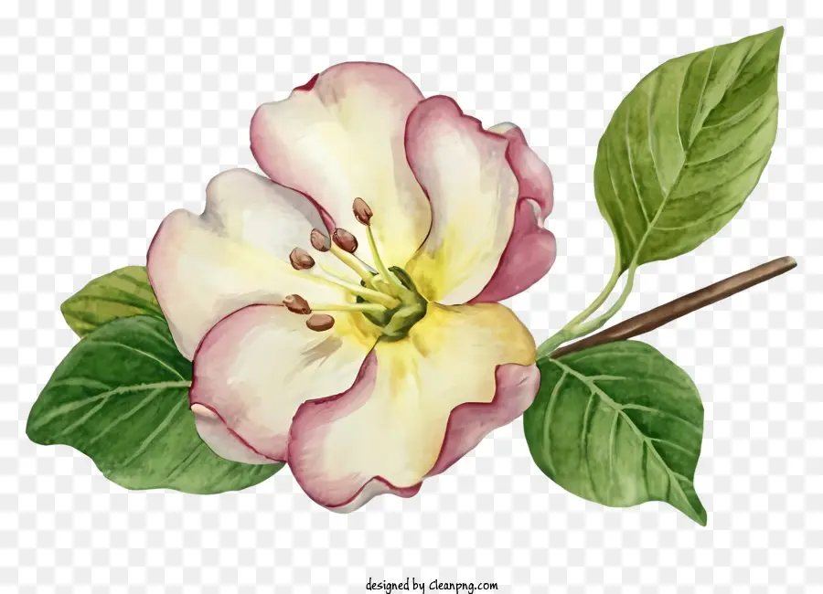 الرسم بالألوان المائية，زهر التفاح الوردي PNG