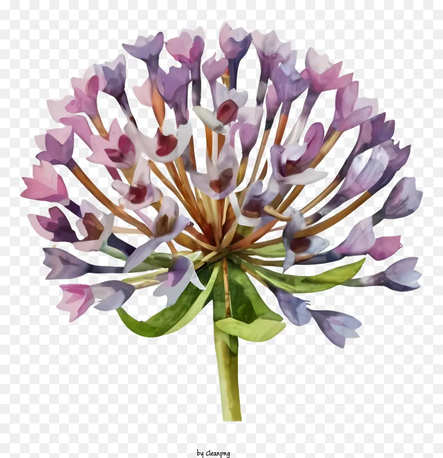 الأرجواني زهرة，زنبق كالا PNG