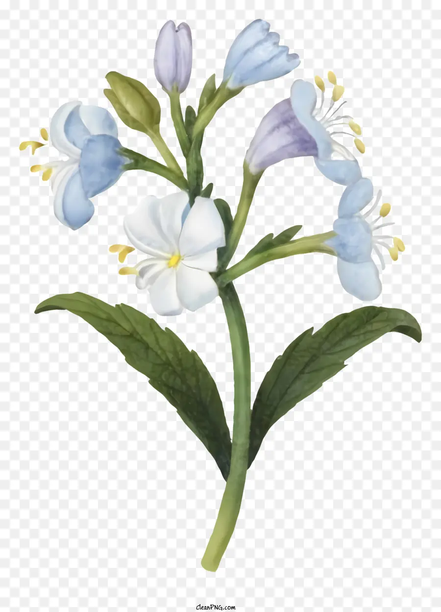 الزهرة الزرقاء，زهرة بيضاء PNG