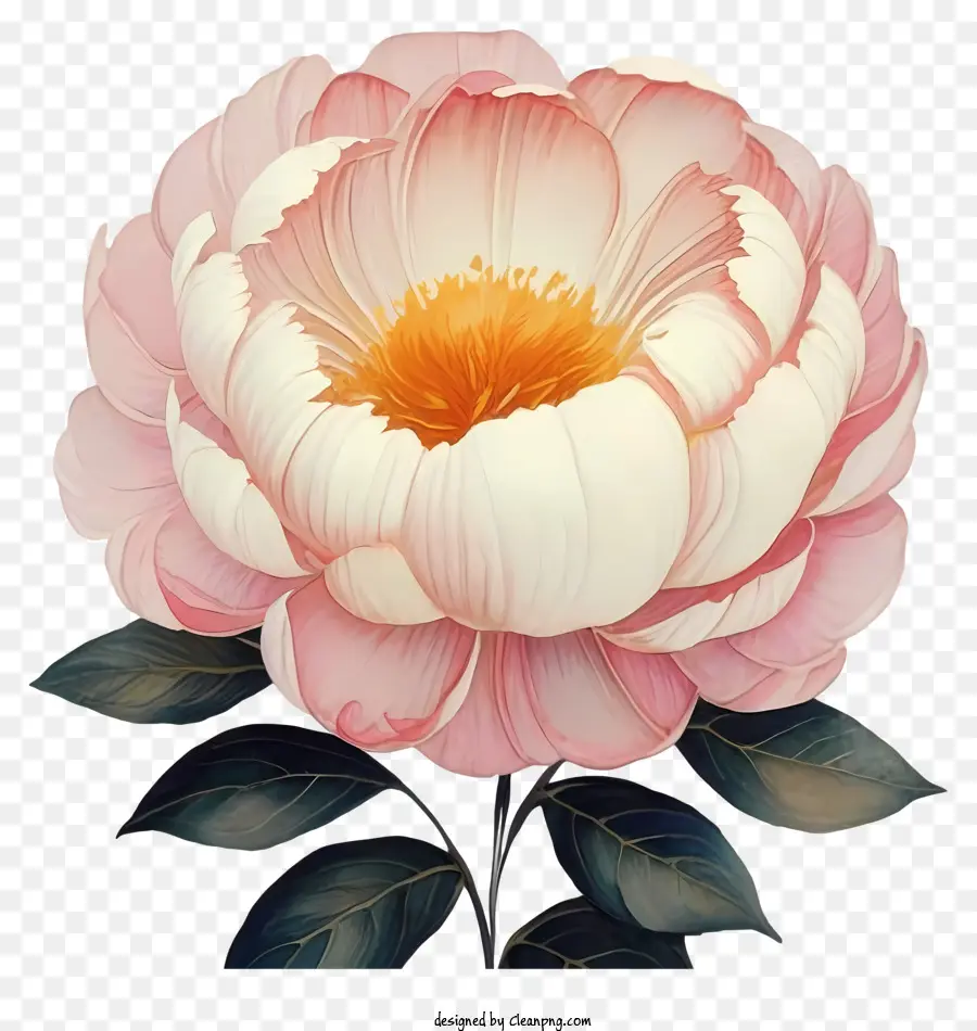 الوردي الفاوانيا，زهرة PNG